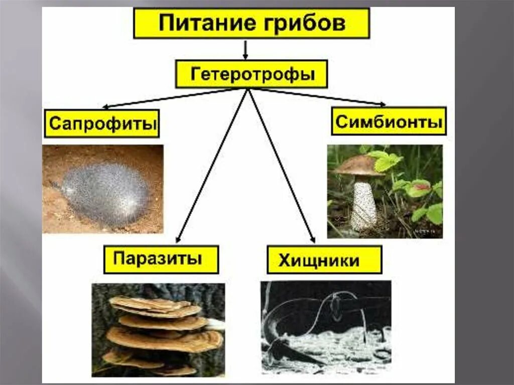 Схема питания грибов 6 класс биология. Питание грибов 6 класс Пасечник. Схема питания грибов 6 класс. Биология схема питание грибов 6 класс биология. Группы грибов по питанию