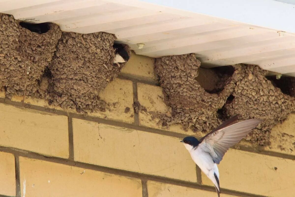 Гнезда птиц под крышей дома. Ласточкино гнездо ласточки. Гнездо ласточки под крышей. Ласточкино гнездо под крышей. Глиняное гнездо ласточки.