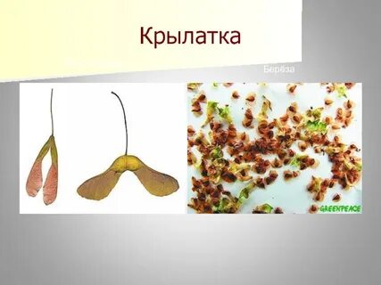 Крылатка какой плод