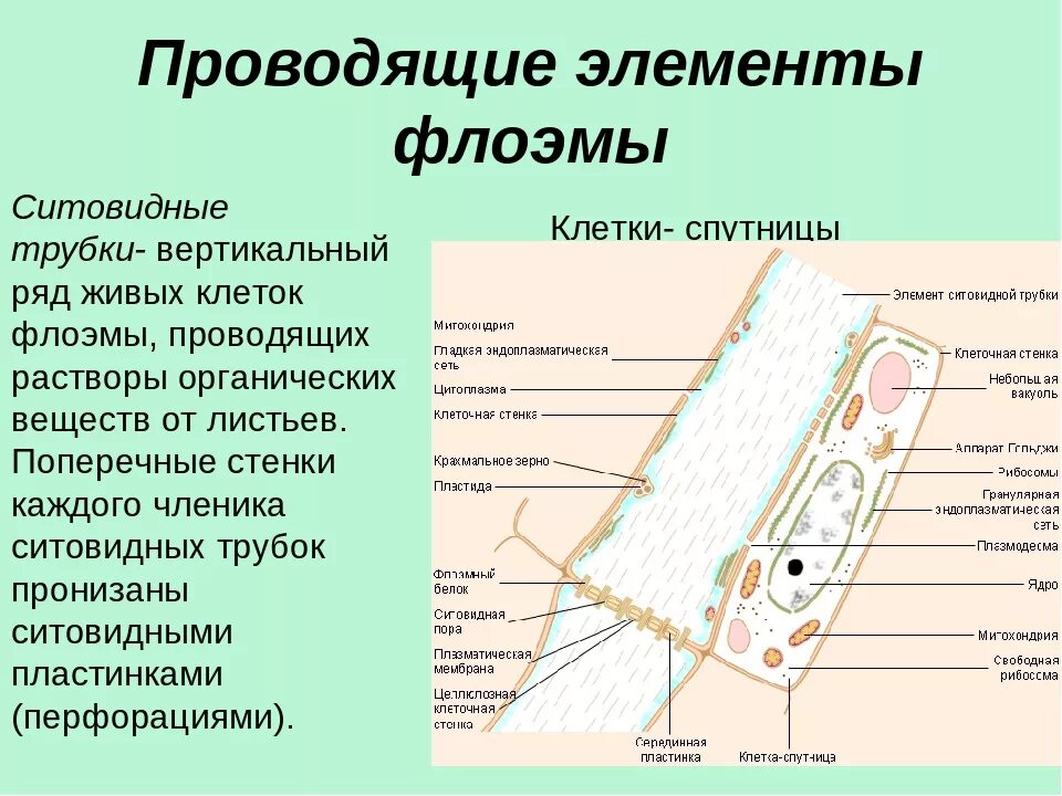 Ситовидные трубки и клетки-спутницы. Ситовидные элементы флоэмы. Флоэма строение клетки. Проводящие элементы флоэмы – ситовидные трубки. В состав флоэмы входят