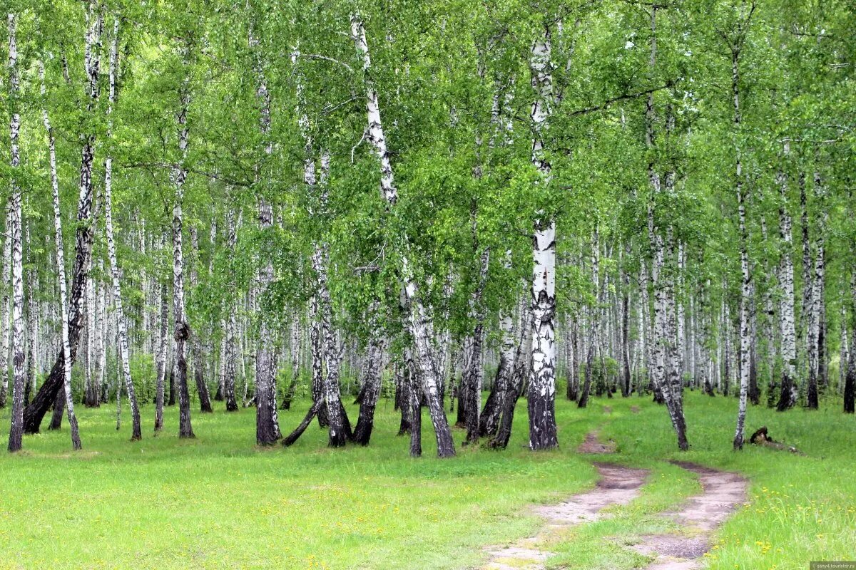 Красивые березовый лес. Березовая роща Таруса. Березовая роща Жигулевск. Березовая роща Измайлово. Березовая роща Муром.