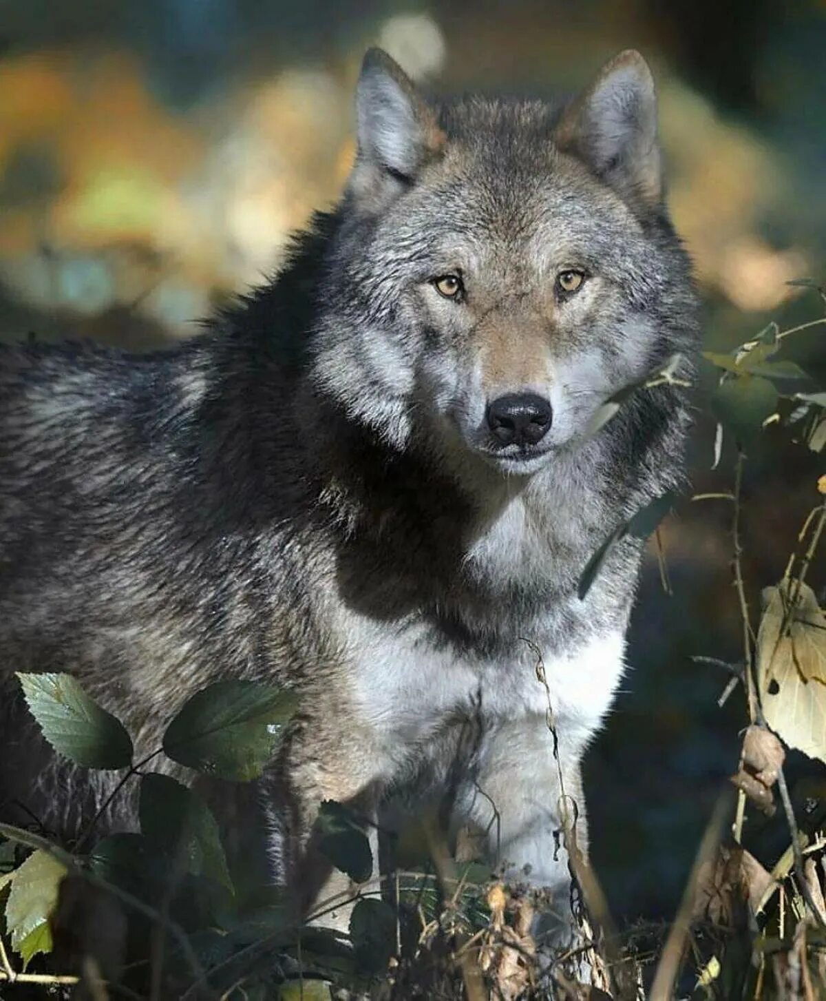 Серый волк canis Lupus. Среднерусский Лесной волк. Canis Lupus Campestris. Крымский Степной волк.