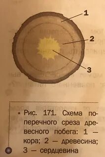 Рассмотрите поперечный срез побега липы или какого