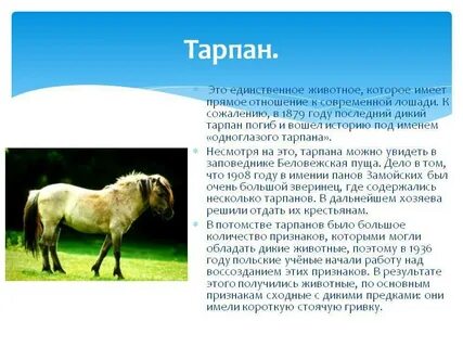 Аптека тарпан