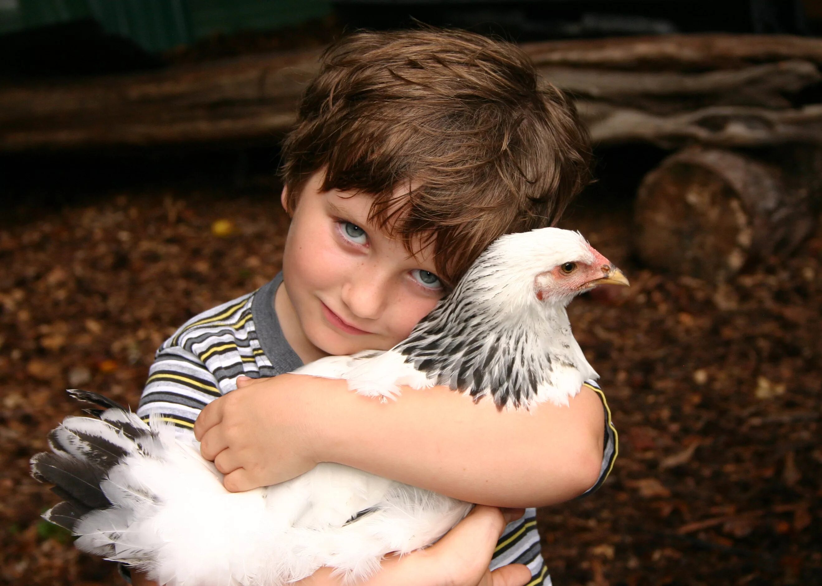 Мальчик и птица оскар. Мальчик с петухом. Мальчик с курицей. Птицы для детей. Обнимает курицу.