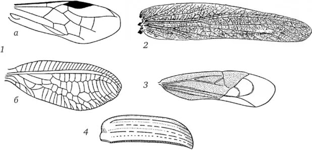 Оборудования для исследования строения крыла бабочки. Схема жилкования крыла насекомого. Строение крыльев насекомых. Типы опушения крыльев насекомых. Жилкование крыльев насекомых.
