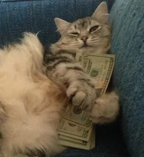 Коик мани