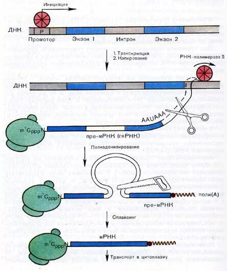 Схема процессинга РНК. Схема образования ИРНК У эукариот. Процессинг МРНК схема. Процессинг РНК У эукариот. Последовательность этапов процессинга