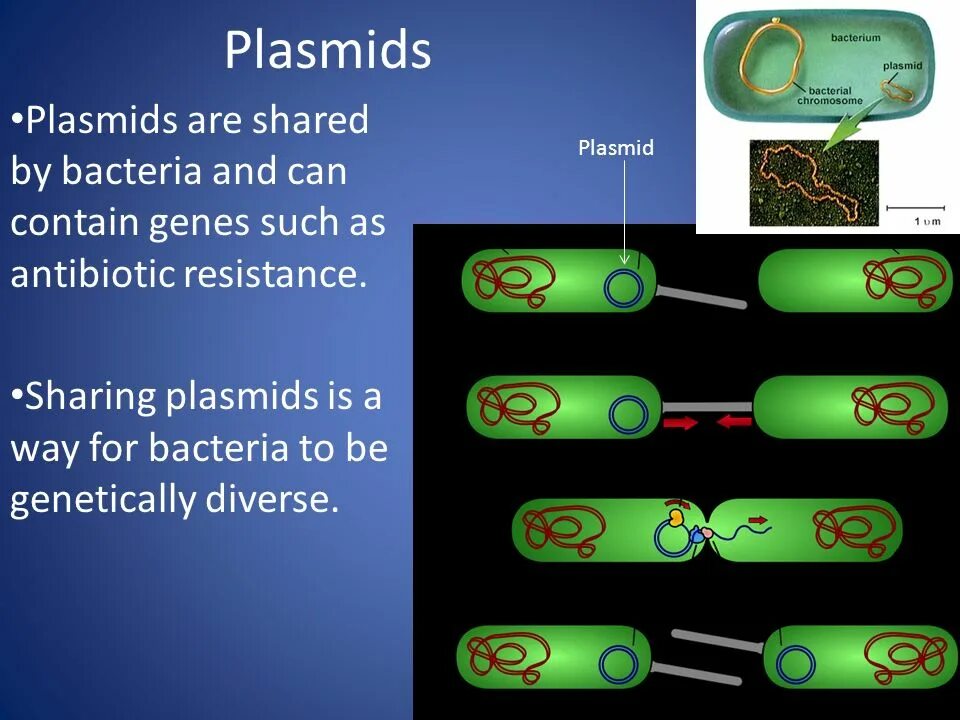 Очистка плазмид. Плазмида. Плазмида бактерий. Строение плазмид. Структура плазмид.
