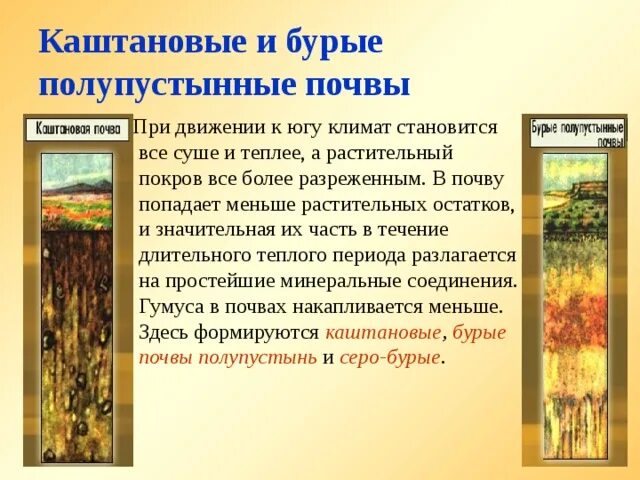 Бурые лесные почвы характеристика. Бурые полупустынные растительность. Бурые полупустынные почвы растительность. Бурые аридные почвы. Бурые полупустынные почвы полупустынь.