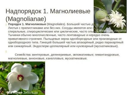 Магнолиевые не самая примитивная группа растений