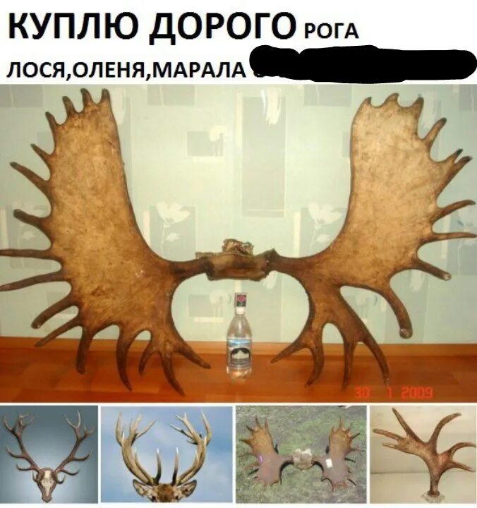 Лекарственные рога марала 5 букв. Рога лося в разрезе. цветок лосиные рога. рога марала на стену. оленьи и лосиные рога отличия.