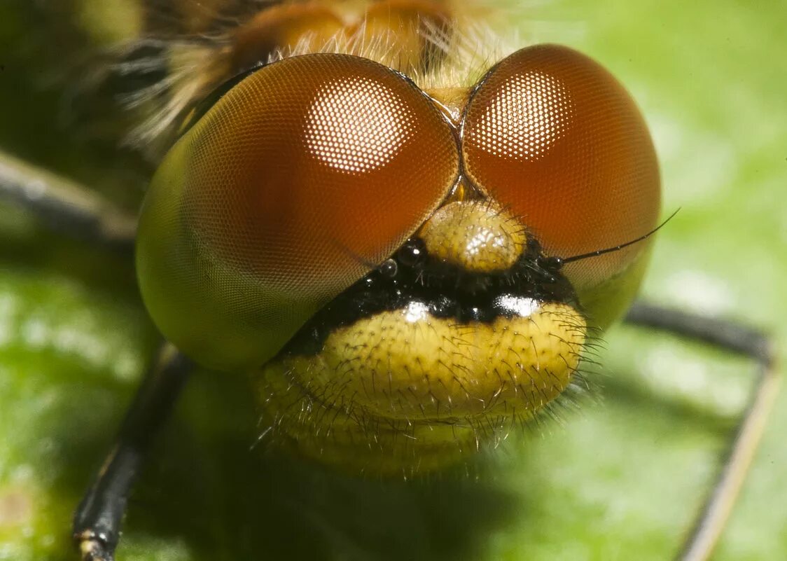 фасеточные глаза стрекозы. фасеточные глаза. фасеточные глаза у жуков. хоботок бабочки под микроскопом. фасетчатые глаза стрекозы.