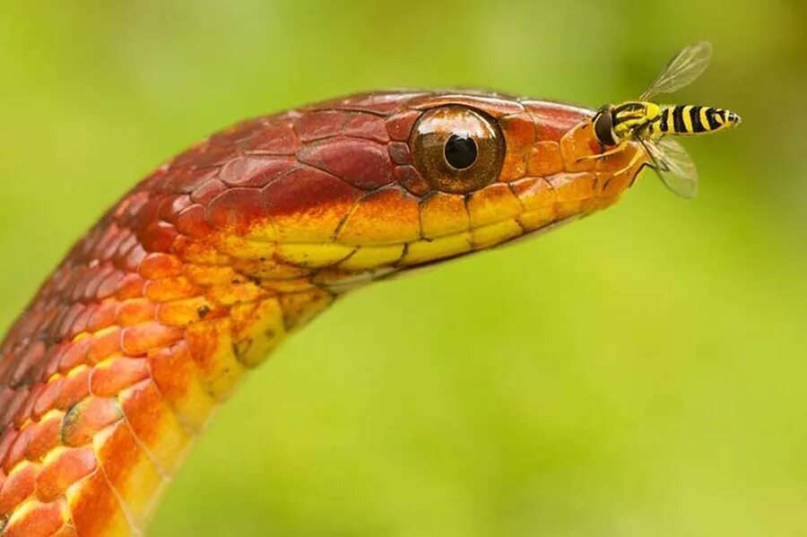 Травоядные змеи. Змея длиннорылая плетевидка. Красивая змея. Красивые змеи. Яркая змея.