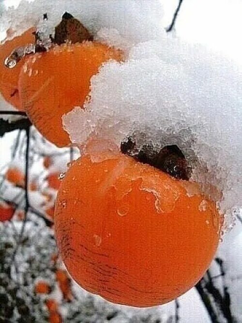 Хурма на зиму. Хурма в снегу. хурма зимой. зимний фрукт хурма. хурма под снегом.