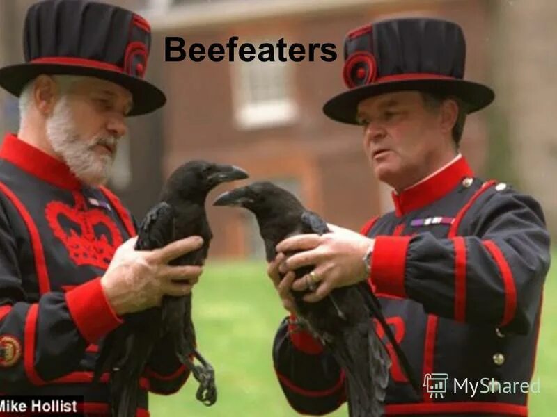 Black raven наклейка. черные вороны лондонского тауэра. Why were ravens considered. Why were ravens considered. джексон 8 нфл.