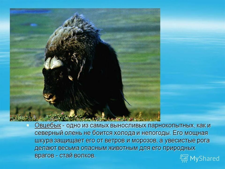 Заповедник остров Врангеля овцебык. Овцебык арктических пустынь. Овцебык презентация. Овцебык красная книга России. Овцебык в какой природной зоне