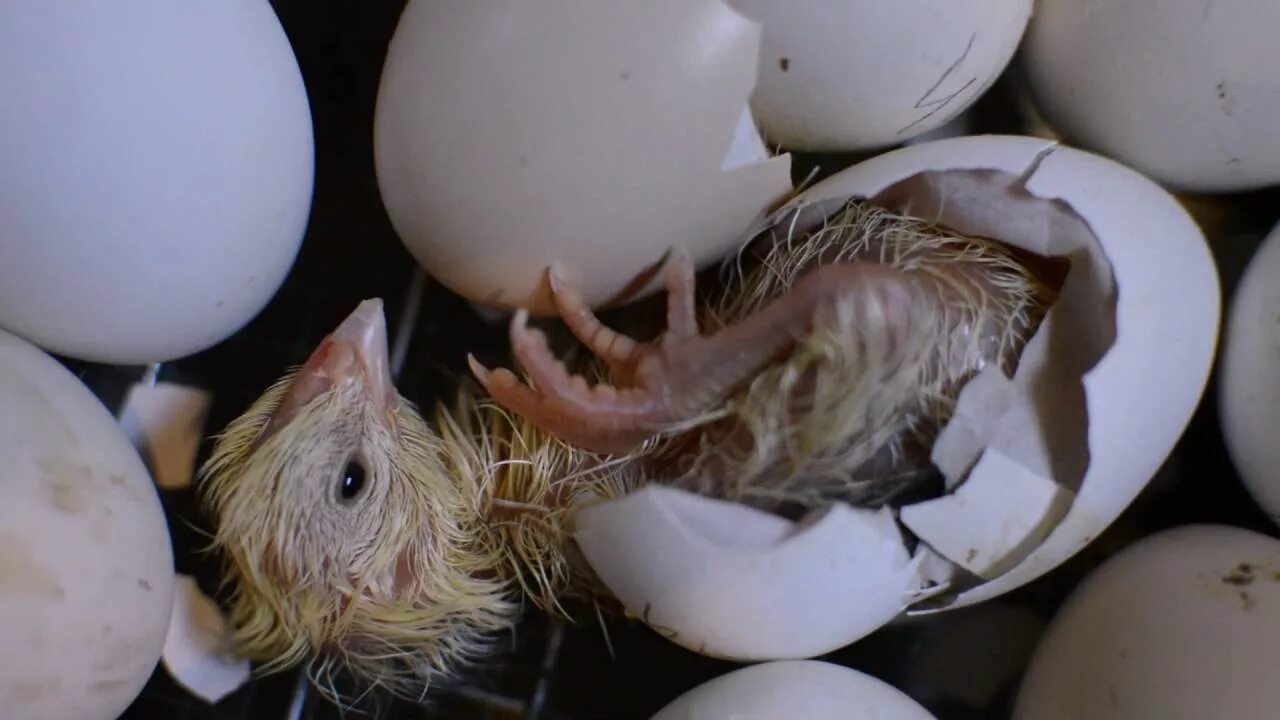 Птенец вылупляется. Рождение птенца. Яйцо вылупляется. Вылупившиеся цыплята. Птица вылупляется из яйца