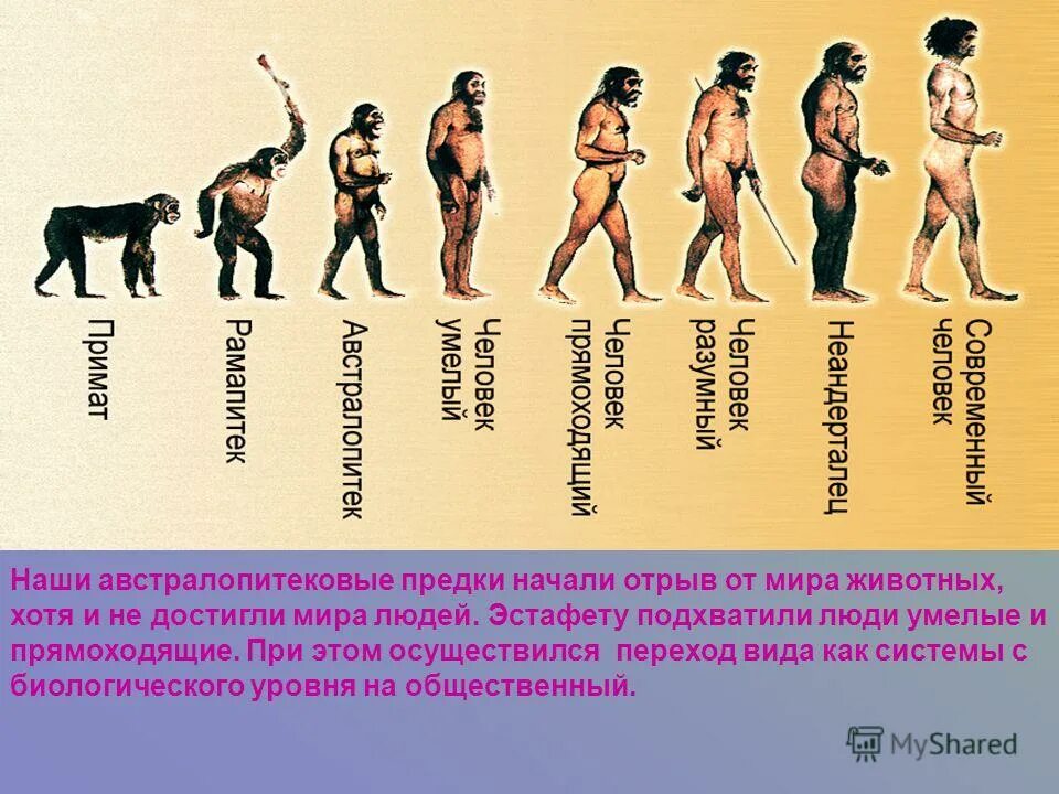 Этапы эволюции человека тест. Этапы развития человека. Этапы эволюции человека. Стадии развития человека. Стадии развития человечества.