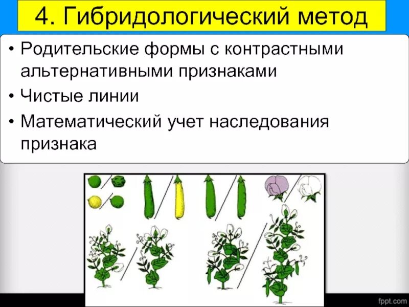 Чистые линии растений. Гибридологический метод. Чистая линия это в биологии. Гибридологический метод рисунок. Гибридологического метода наследования