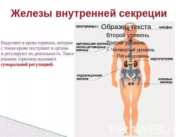 Какие железы выделяют свои секреты в кровь. Железы выделяющие гормоны в кровь. Железы внутренней секреции выделяют гормоны. Железы внутренней секреции выделяют в кровь. Железы внутренней секреции выделяют гормоны в кровь.