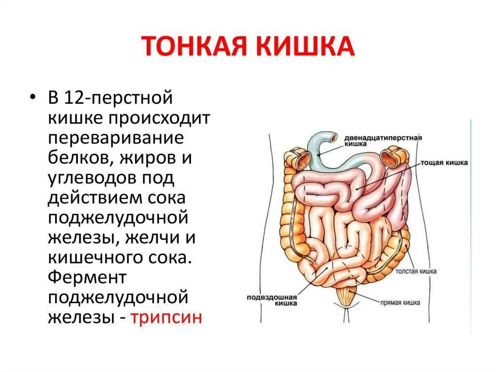 Кишечная строение. Тонкая кишка анатомия строение. тонкая кишка строение анатомия схема. анатомическое строение тонкого кишечника. тонкая кишка 12 перстная анатомия.