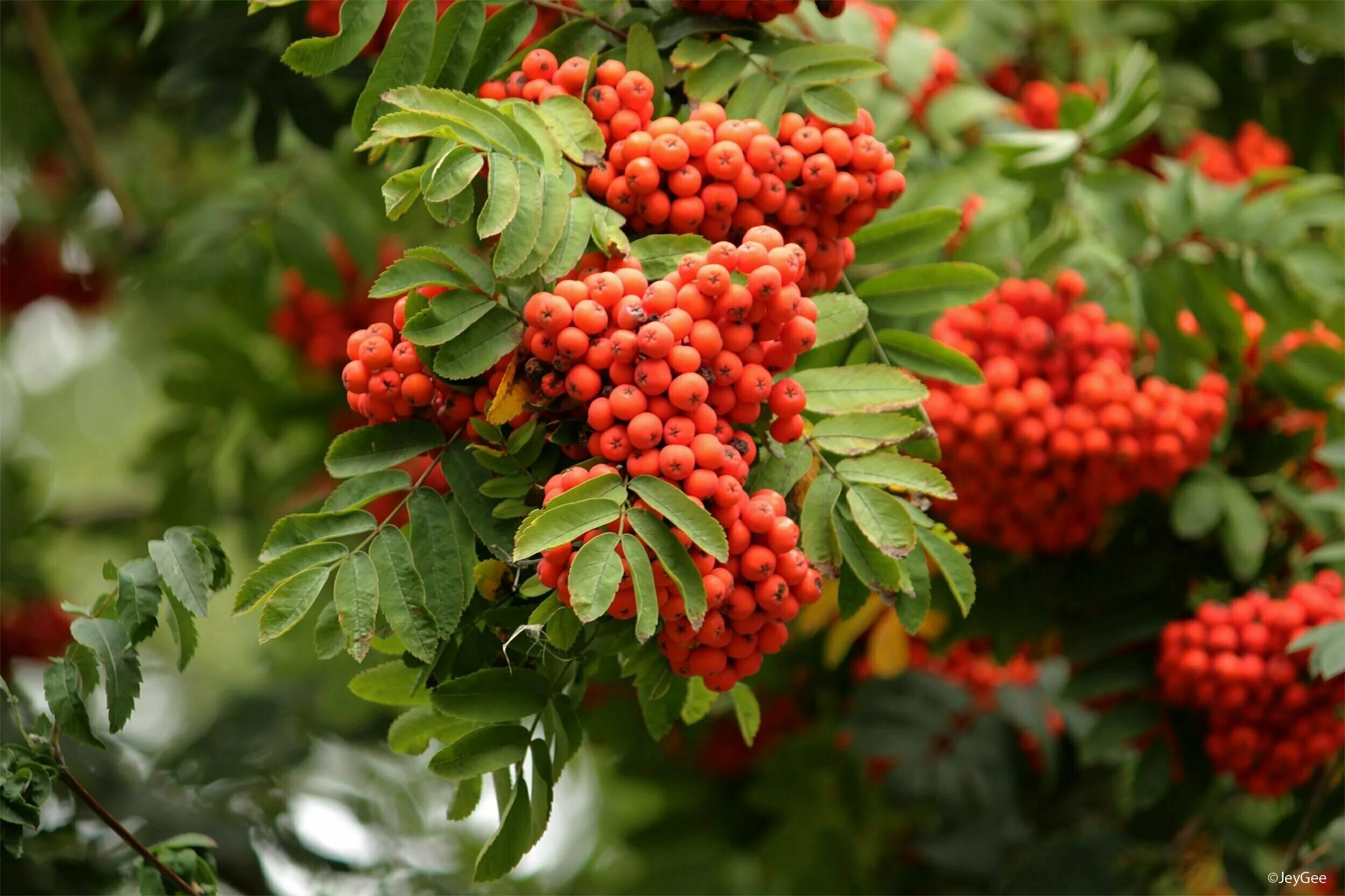 Рябина обыкновенная (Sorbus aucuparia l.). Рябина обыкновенная Россика. Рябина Рубиновая дерево.