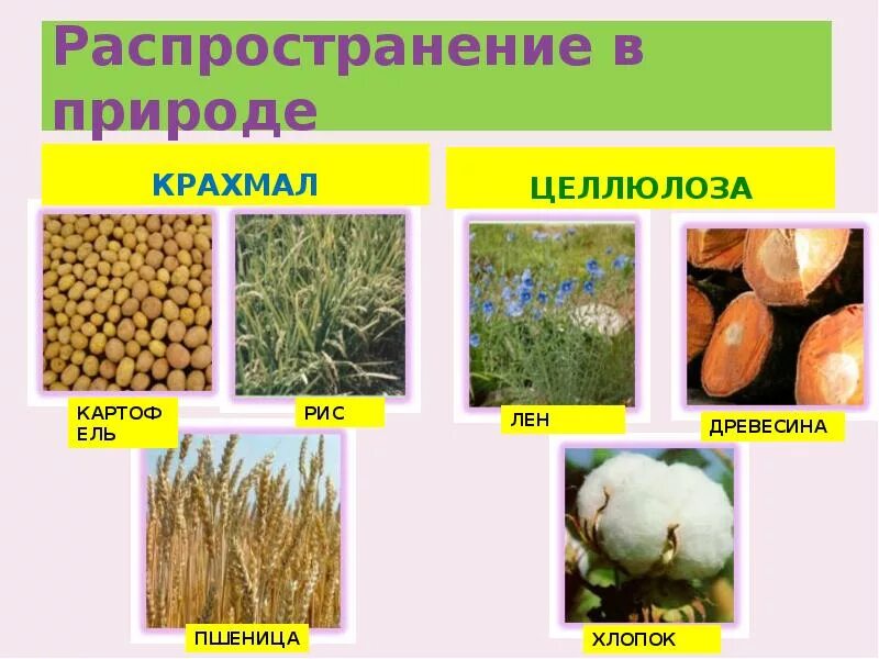 Нахождение в природе полисахаридов. Целлюлоза распространение в природе. Нахождение в природе целлюлозы. Нахождение в природе крахмала. Сходства и различия крахмала и целлюлозы