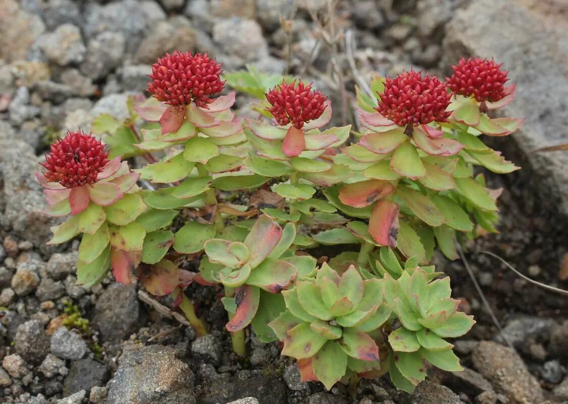 Родиола розовая Rhodiola rosea. Золотой корень Rhodiola rosea. Родиола розовая (Rhodíola rósea). Rhodiola integrifolia, золотой корень.