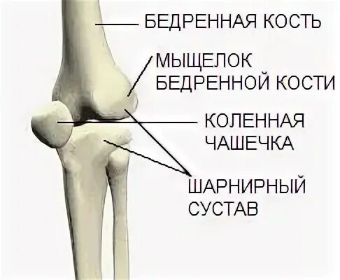 Мыщелки бедренной кости. Мыщелки бедренных костей. Мыщелок бедренной кости в коленном суставе. Шарнирный сустав.