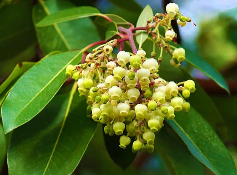 Кухня квадро белый сандал. Сандал в парфюмерии. Амирис сандал. Santalum spicatum. Santalum spicatum.