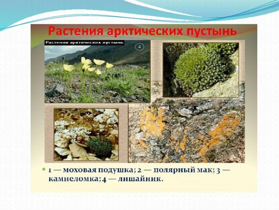 Растения арктических пустынь. Арктическая пустыня растения камнеломка. Растения арктических и антарктических пустынь. Зона арктических пустынь растительность. Растения в арктических и антарктических пустынях