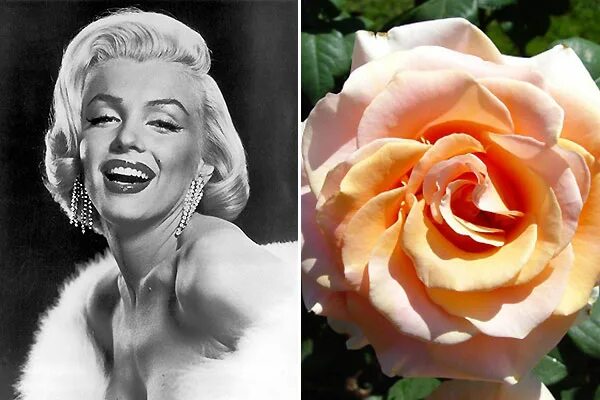 монро цветы