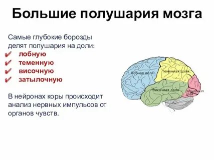 Большие полушария переднего мозга строение и функции