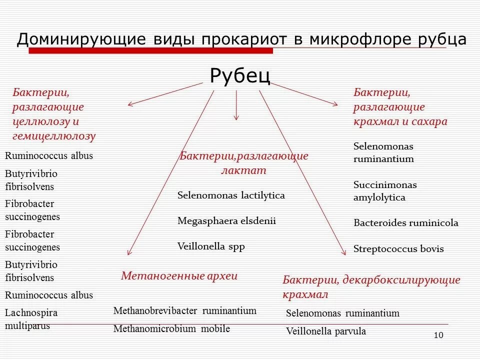 Рубцовые бактерии. Бактерии рубца жвачных животных. Состав микрофлоры рубца. Микрофлора рубца. Микрофлора рубца жвачных.