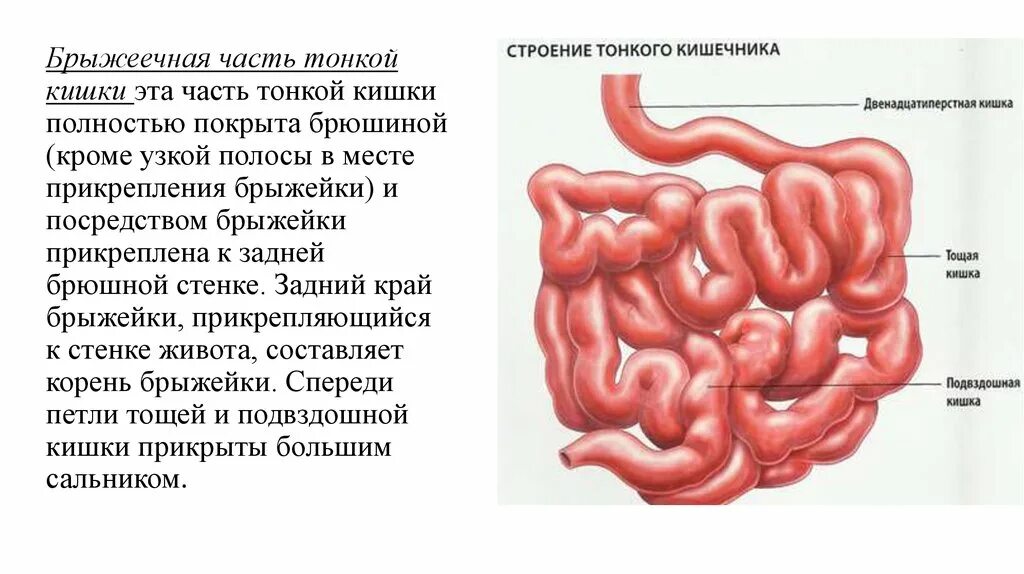 Правая подвздошная кишка. Схема строения подвздошной кишки. Отделы тонкой кишки анатомия. Подвздошная кишка тонкий кишечник. Строение тощей и подвздошной кишки анатомия.