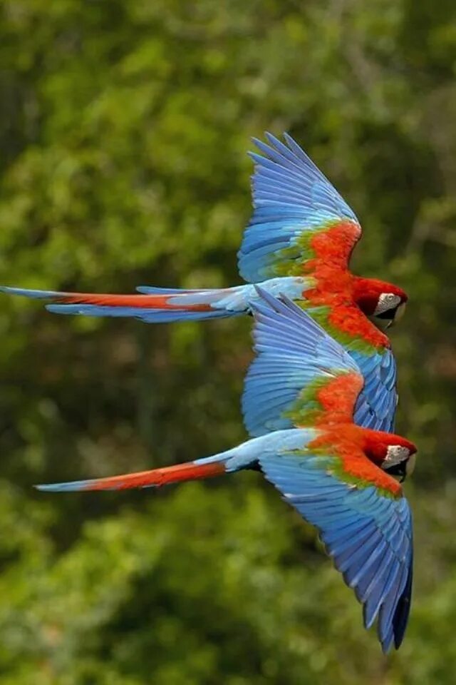 Nice birds. Экзотические птицы картинки. Картина попугаи в джунглях. Два летящих попугая фото. Попугай ара на плече девушки.