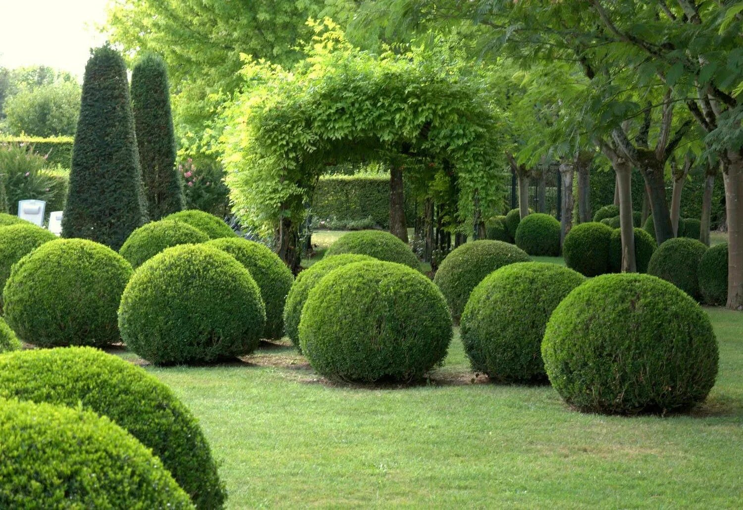 Хвойные насаждения. Самшит Buxus. Самшит вечнозелёный. Туя шаровидная и самшит. Самшит вечнозеленый шаровидный.