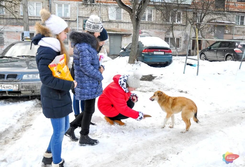 Безнадзорные домашние животные зимой. Помоги бездомным животным зимой. Как помочь бездомным животным зимой. Покормите животных в мороз. Бездомные животные мерзнут.