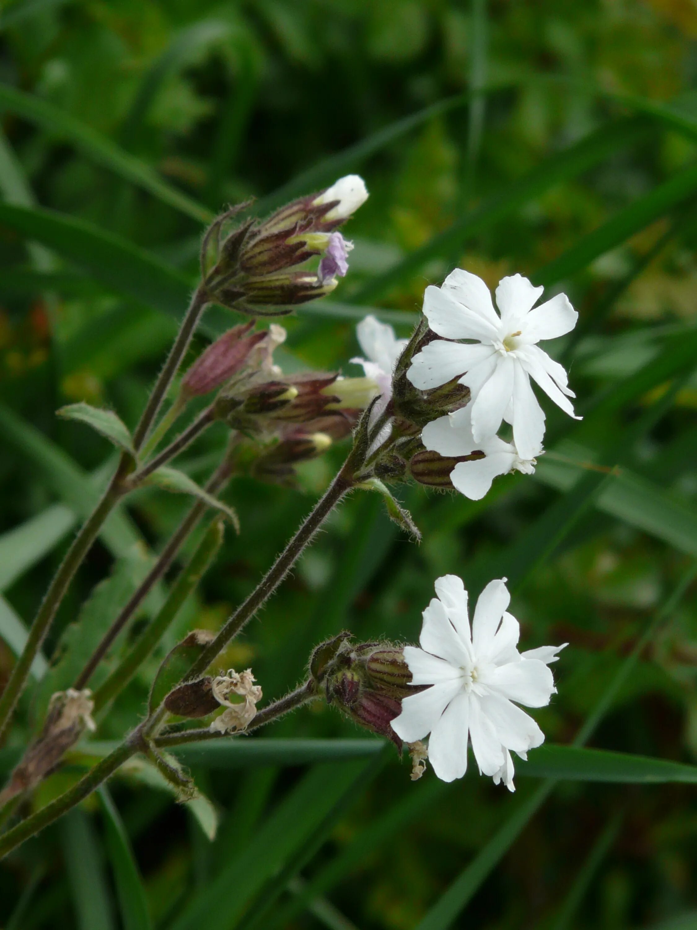 Silene latifolia смолёвка белая. Смолевка Гвоздичные. Гвоздика Смолевка. Смолевка Луговая белая. Луговая трава с душистыми цветками