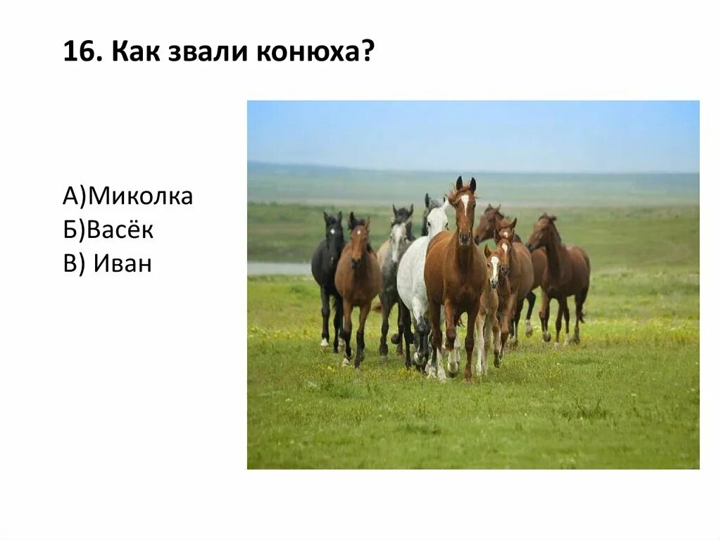 Фёдор абрамов о чём плачут лошади. Плачущая лошадь рисунок. О чем плачут лошади главная мысль. О чём плачут лошади тест. Рассказ абрамова о чем плачут лошади.