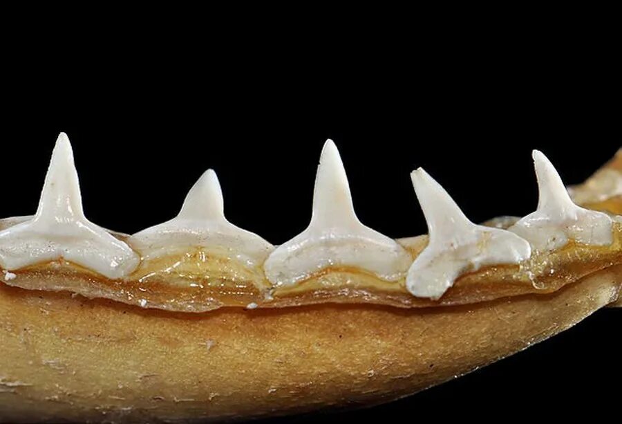Зубы кошки и зубы акулы. Карибская рифовая акула зубы. Серая рифовая акула зубы.