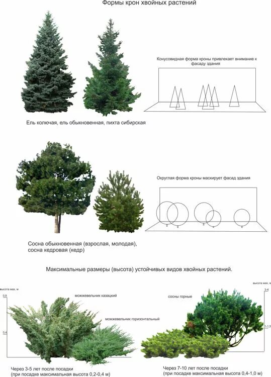 Размер хвойных растений. Схема посадки хвойных деревьев. Диаметр кроны сосны. Схема посадки хвойных кедр. Сосна обыкновенная размер кроны.