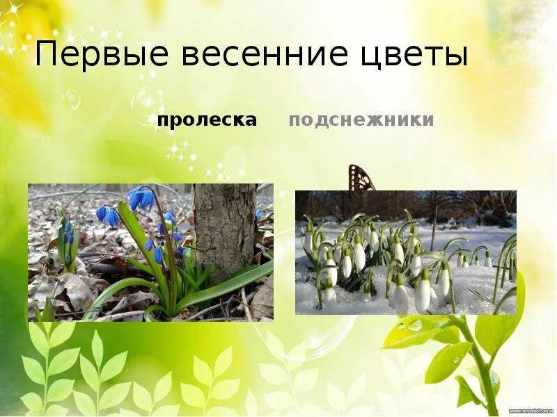 Слайд весенние цветы. Подснежник галантус. Когда открывать растения весной. Растения весной презентация. Когда открывать растения весной.