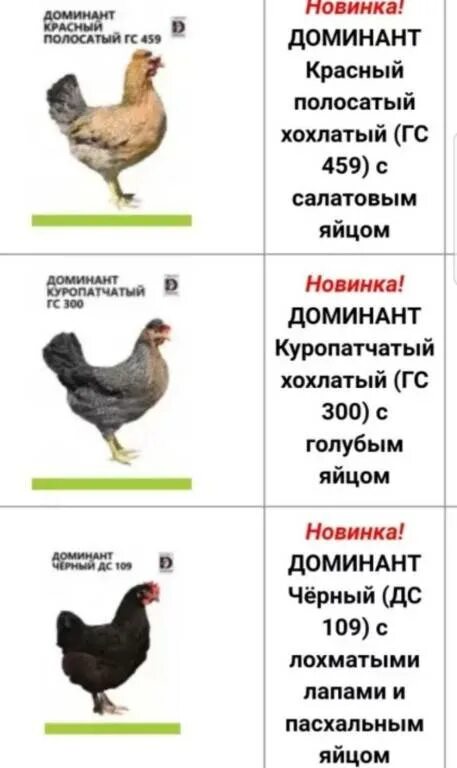 Доминанты порода кур яйца. Доминант gs459. Доминант 187 порода кур. Породы кур несушек Доминант.