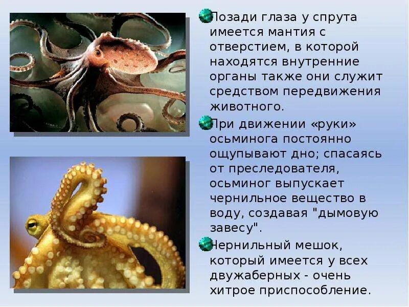 Черты приспособленности осьминога. Образ жизни головоногих. Черты приспособленности осьминога. Карликовый осьминог. Информация о осьминоге.
