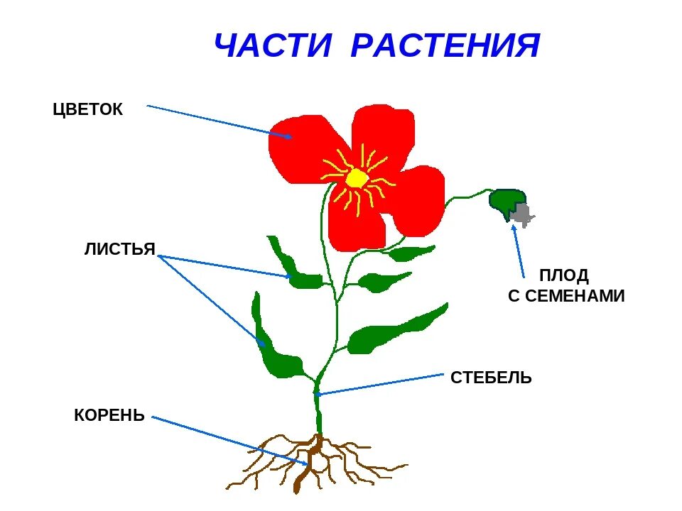 Строение цветковых рисунок. Части растений корень стебель лист цветок. Строение цветкового растения. Схема строения цветкового растения. Части растения схема для детей 1 класса.