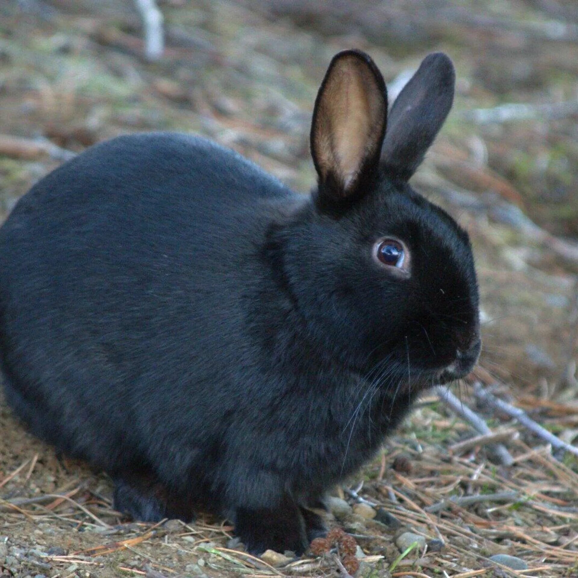 Черный кролик на английском. Черный кролик. Черный водяной кролик. Черный кролик 2023. Китайский кролик.