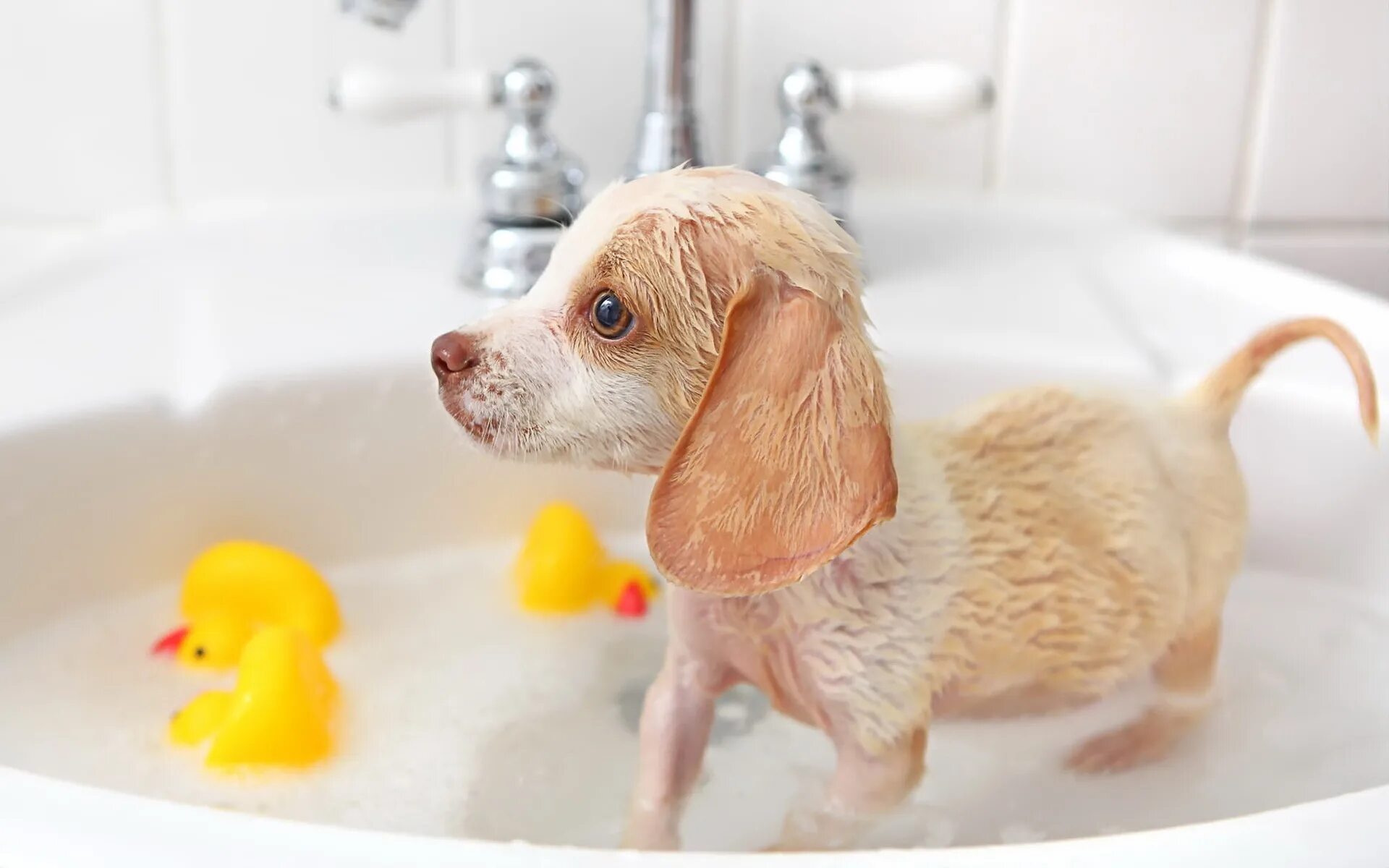 Dog bathing