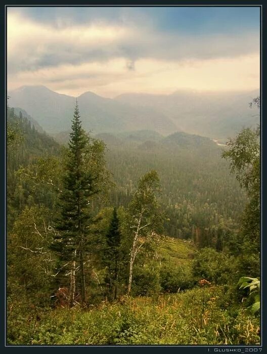 Темнохвойная тайга западной сибири. Типичный облик тайги. Заповедный таежный. Типичный облик тайги. Западно-сибирская низменность леса.